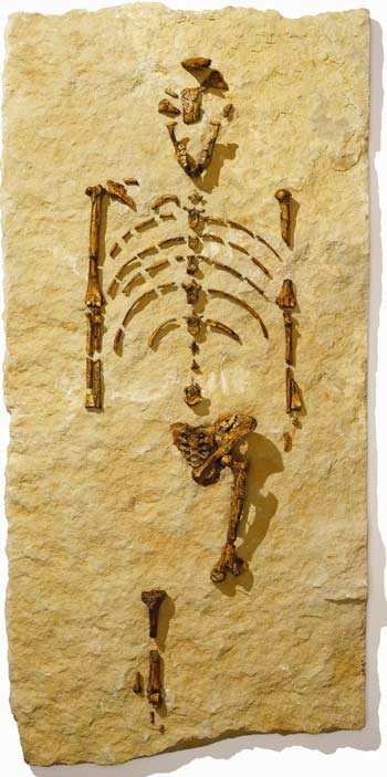 A replica of Lucy’s skeleton. When Lucy was 
discovered in 1974, she was the oldest and most complete human ancestor 
known. Image courtesy of the Houston Museum of Natural Science