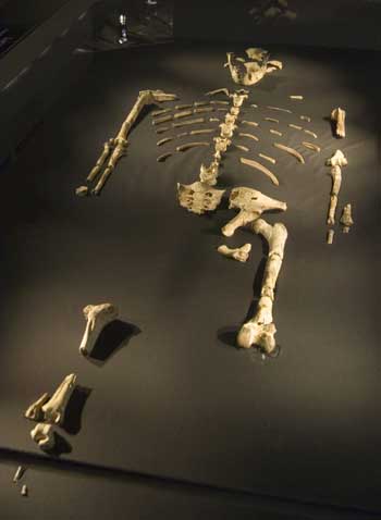Skeleton fossils of Lucy